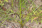 Fewflower blazing star